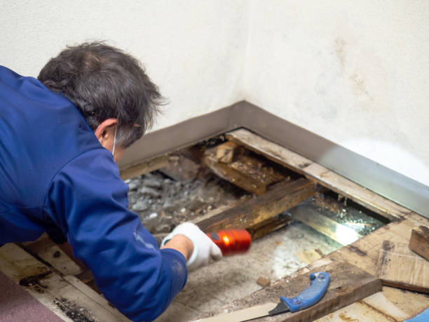 Red Bluff, CA Mold Removal Company