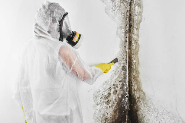 Best Home Mold Removal  in Red Bluff, CA