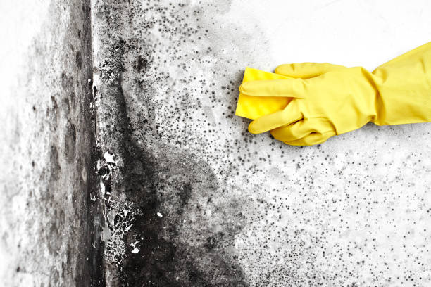 Best Black Mold Removal  in Red Bluff, CA