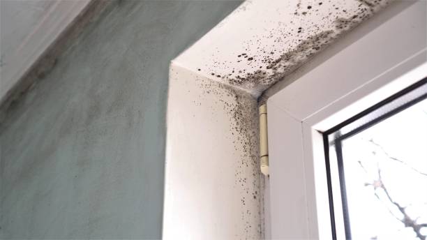 Best Black Mold Removal  in Red Bluff, CA