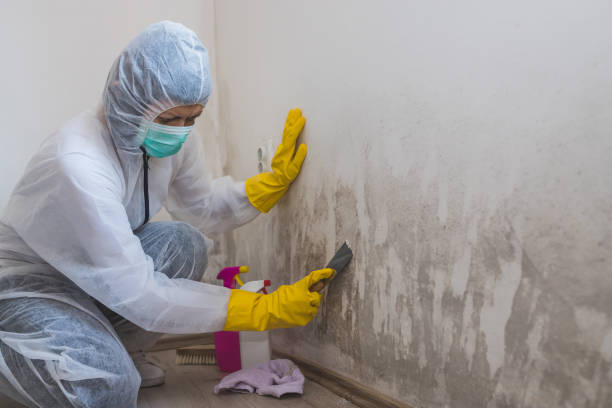 Best Affordable Mold Removal  in Red Bluff, CA