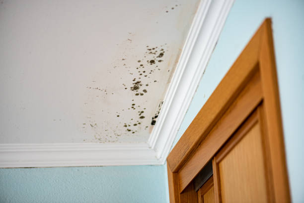 Best Mold Removal Near Me  in Red Bluff, CA