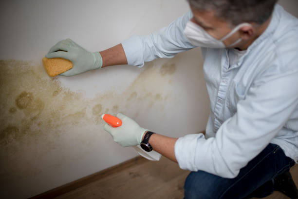 Best Attic Mold Removal  in Red Bluff, CA