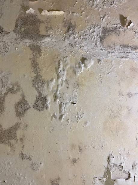 Best Crawl Space Mold Removal  in Red Bluff, CA