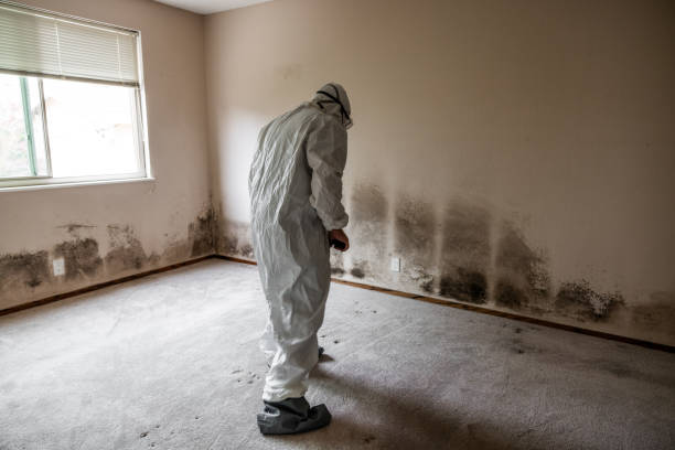 Best Mold Removal Near Me  in Red Bluff, CA