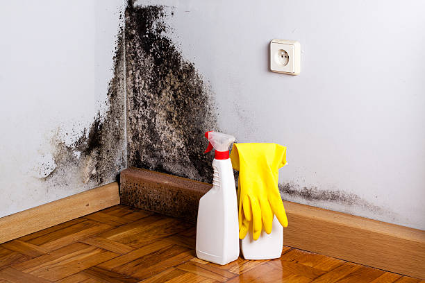 Attic Mold Removal in Red Bluff, CA