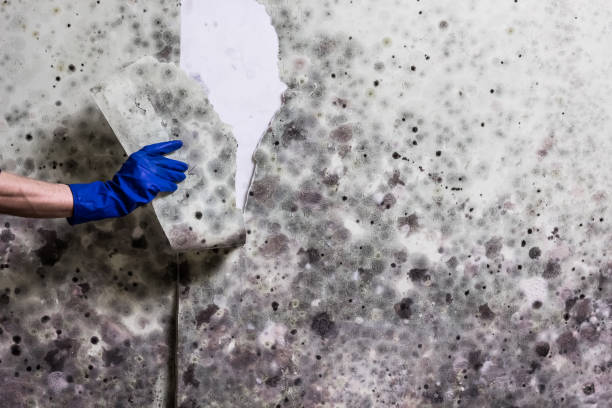 Best Best Mold Removal Companies  in Red Bluff, CA