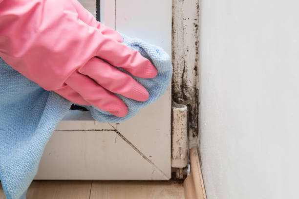 Best Home Mold Removal  in Red Bluff, CA